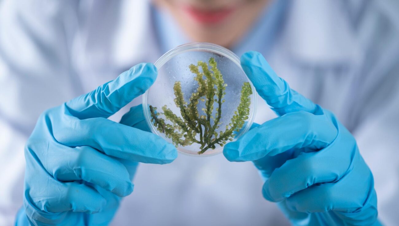 Close-up of a scientist examining algae in a petri dish, highlighting biotechnology research.